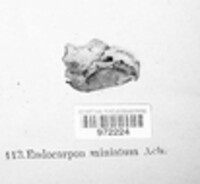 Dermatocarpon miniatum image